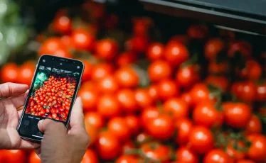 Fruiting Vegetable Monitor — tomatoes on display in a retail store